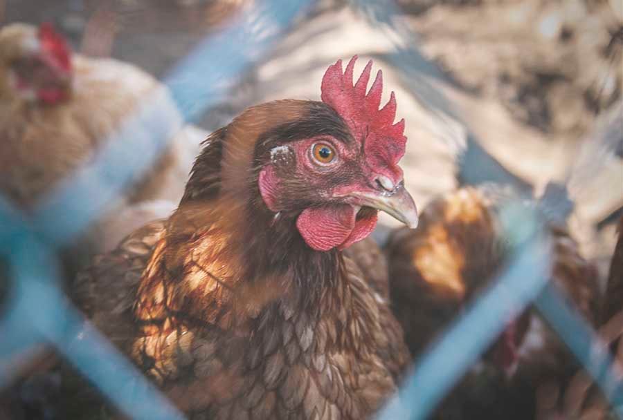 Fake Free Range Egg Producers Fined By ACCC